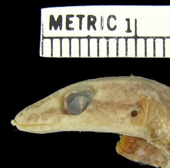 Media type: image;   Herpetology R-5730